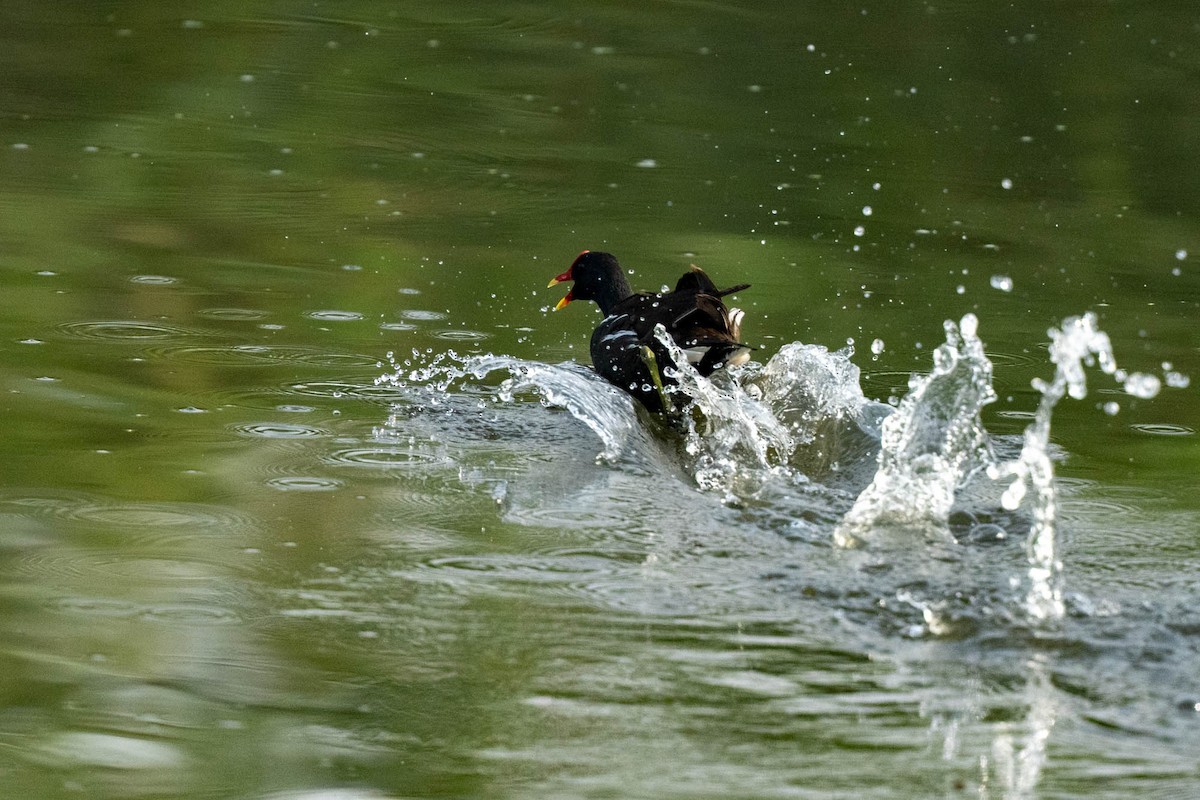Eurasian Moorhen - ML638764803