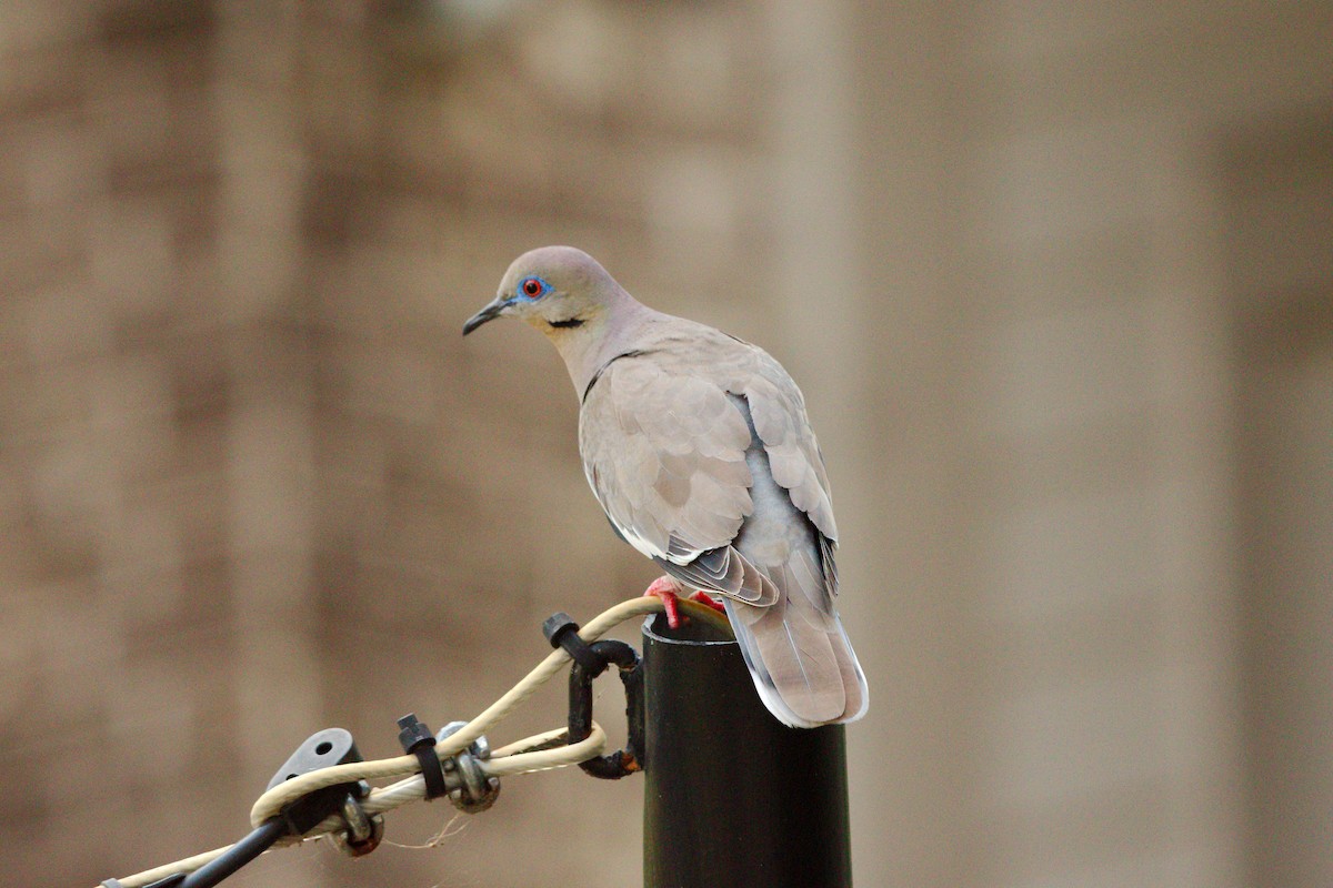 White-winged Dove - ML638764804