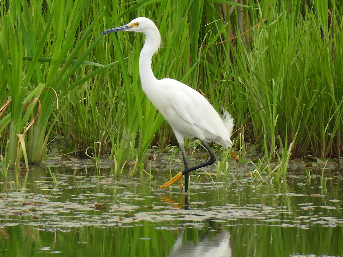 Snowy Egret - ML638764805