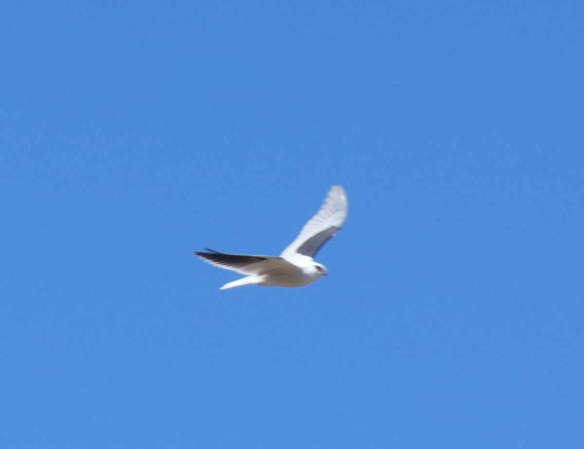 Black-shouldered Kite - ML638764806