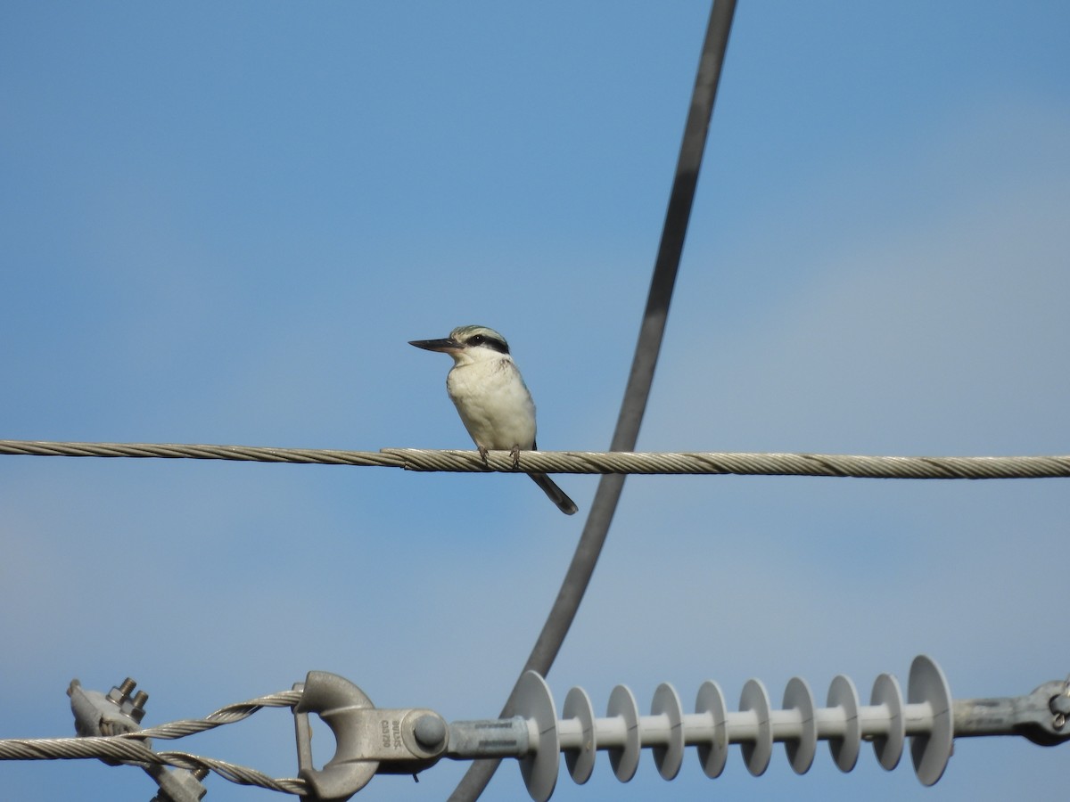 Red-backed Kingfisher - ML638764808