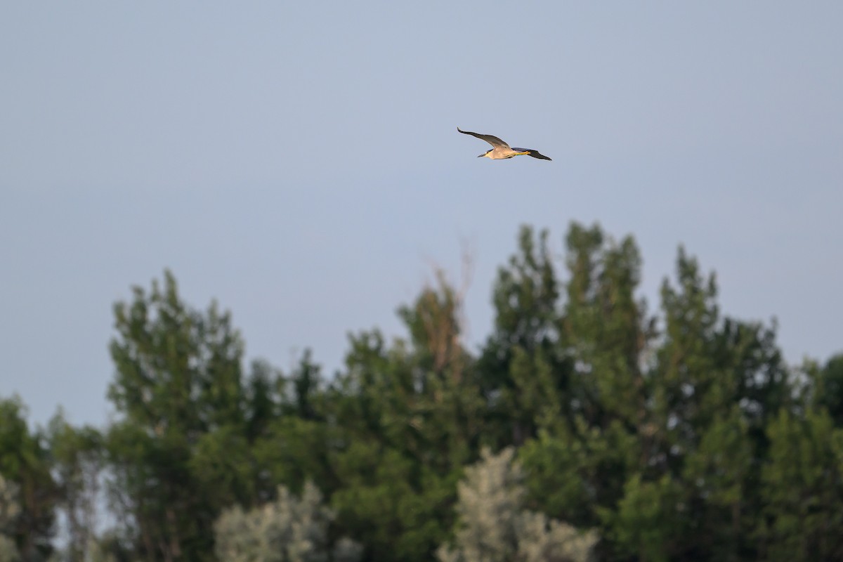 Black-crowned Night Heron - ML638764809