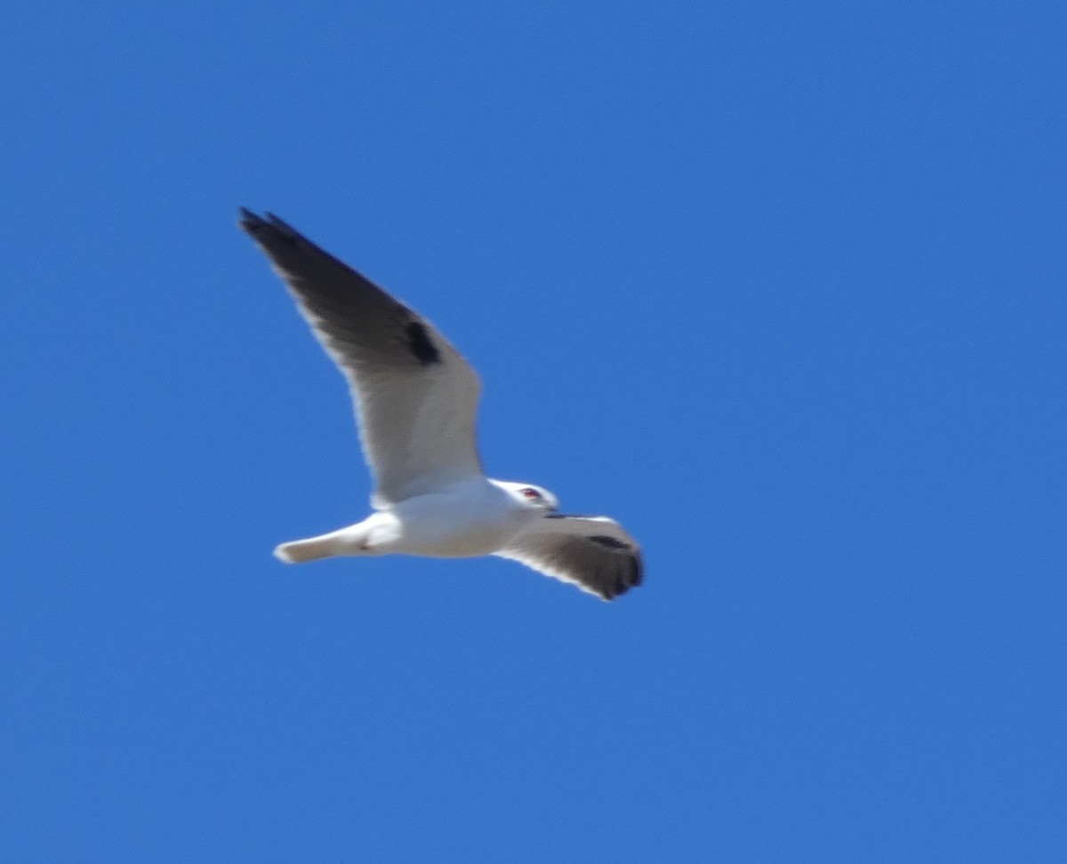 Black-shouldered Kite - ML638764810