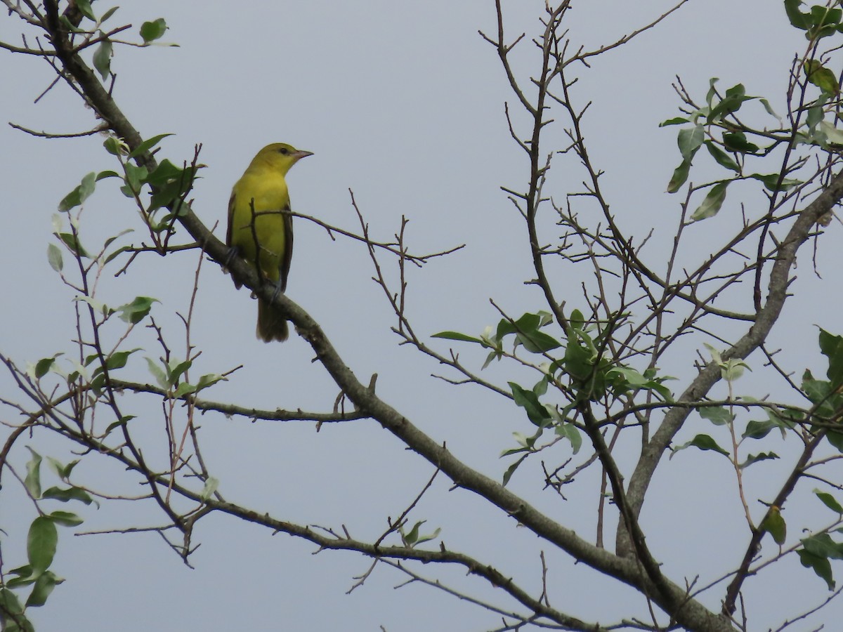 Orchard Oriole - ML638764815