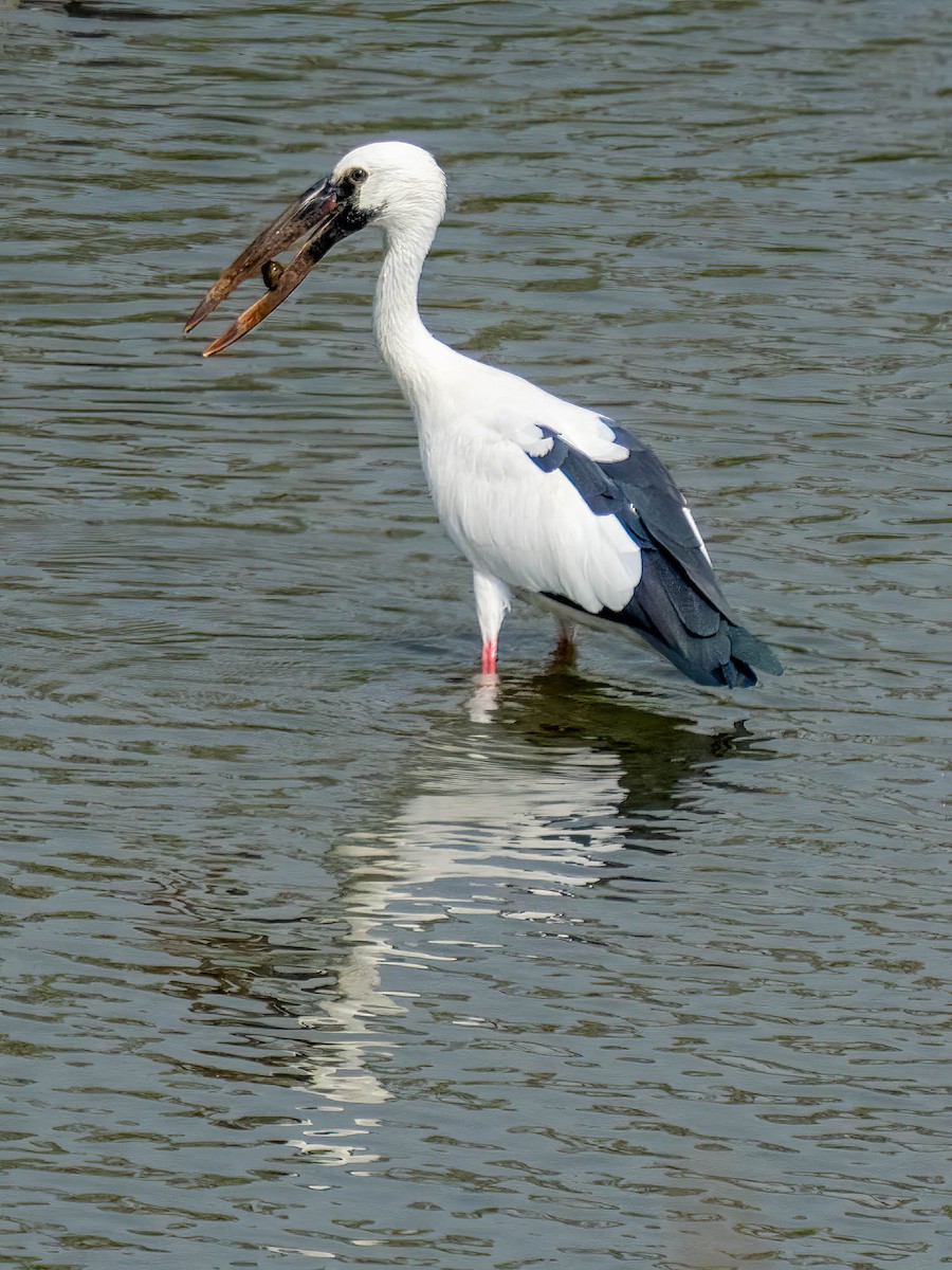 Asian Openbill - ML638764816