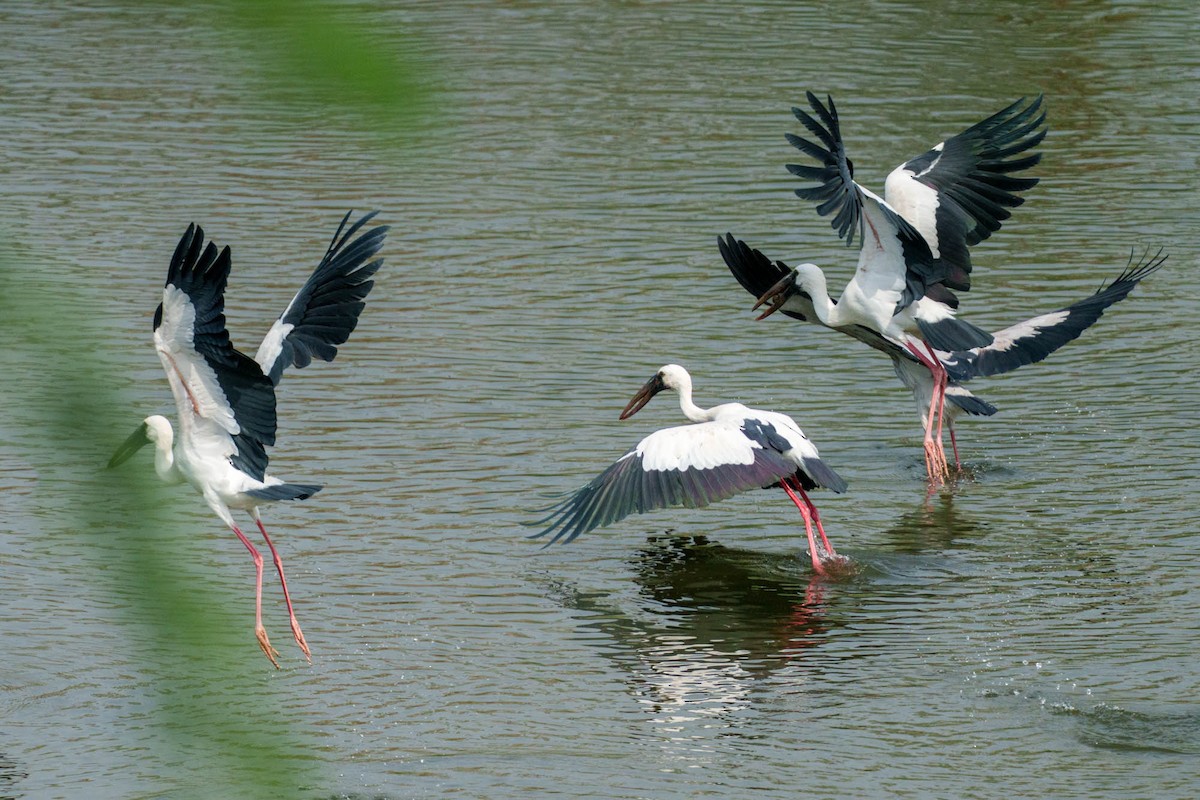 Asian Openbill - ML638764818