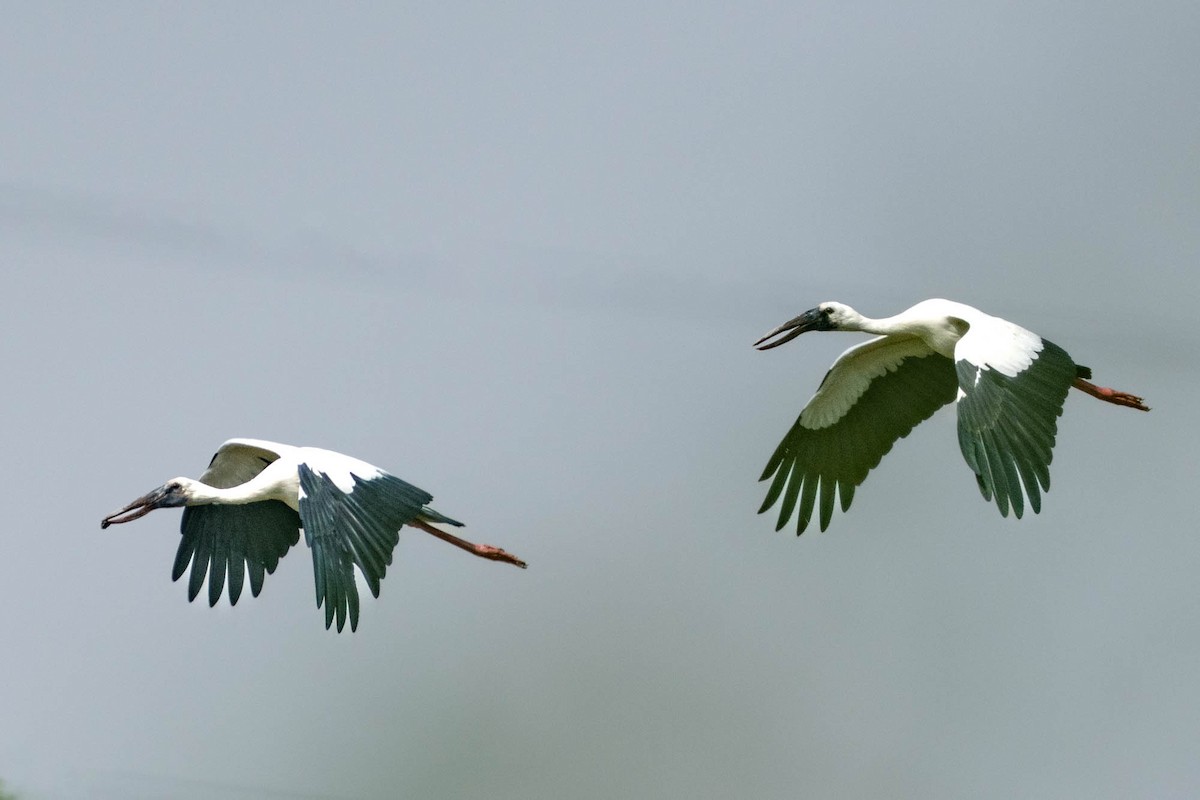 Asian Openbill - ML638764819