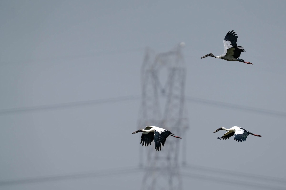 Asian Openbill - ML638764820