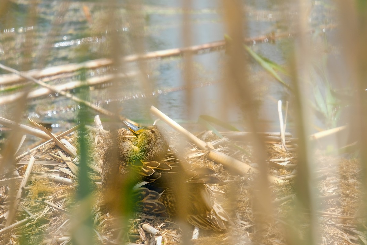 Mallard - ML638764822
