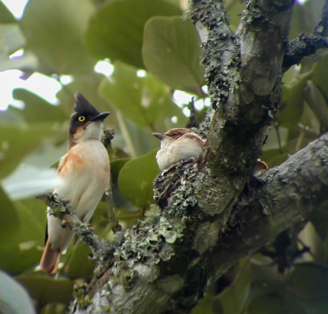 Black-and-white Shrike-flycatcher - ML638764873
