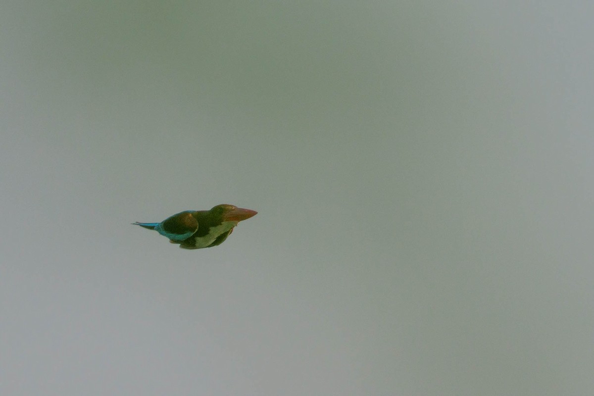 White-throated Kingfisher - ML638764904