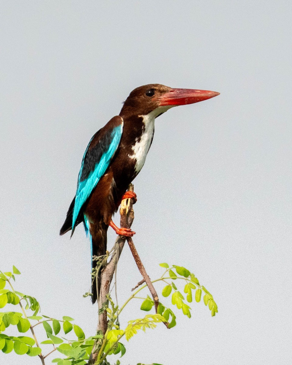 White-throated Kingfisher - ML638764905
