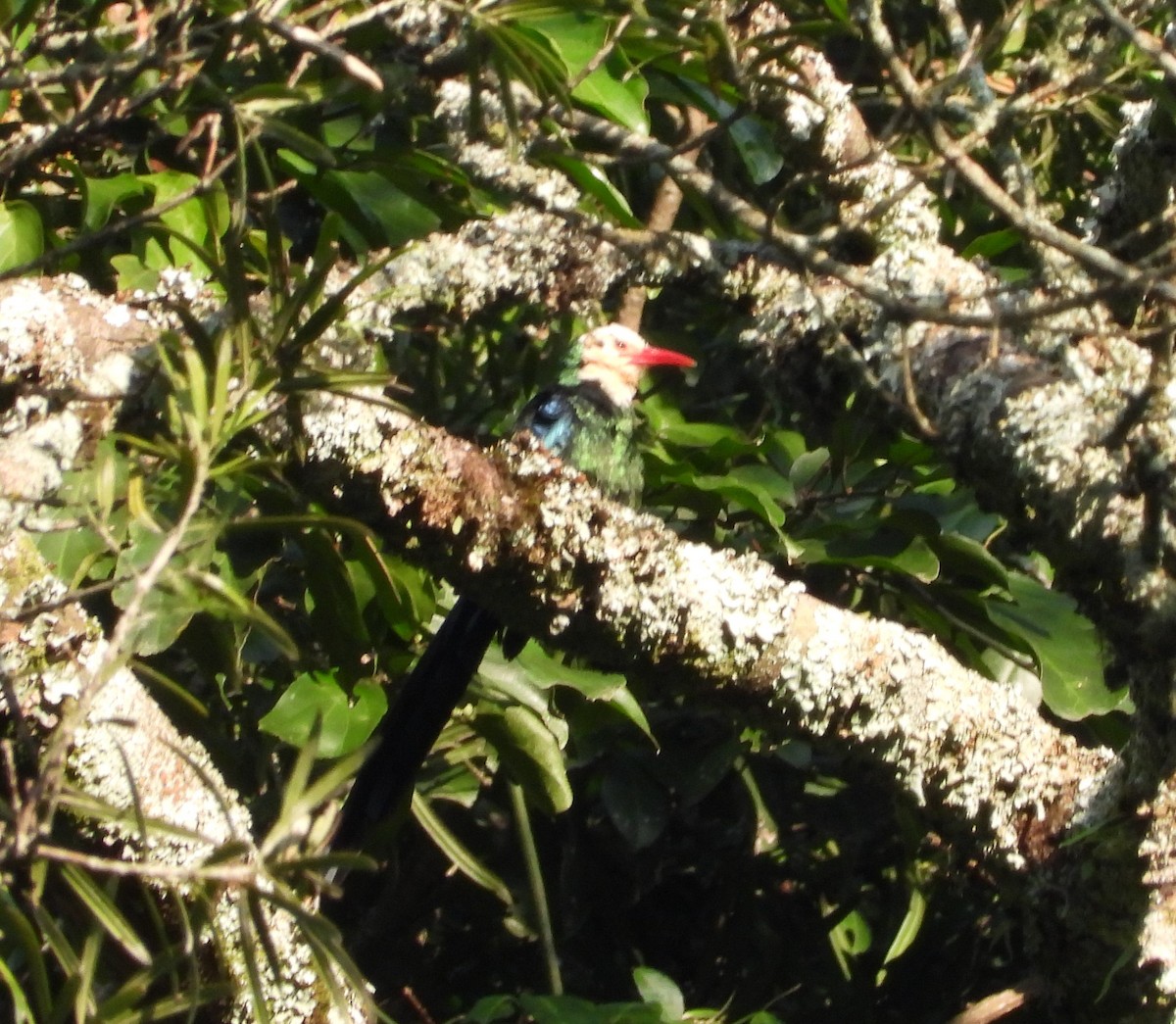 White-headed Woodhoopoe - ML638764927