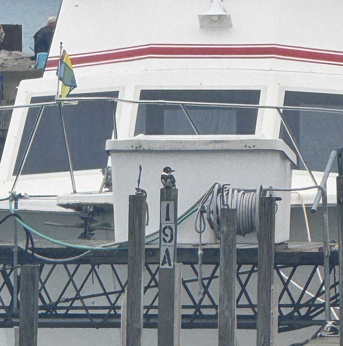 Belted Kingfisher - ML638764947