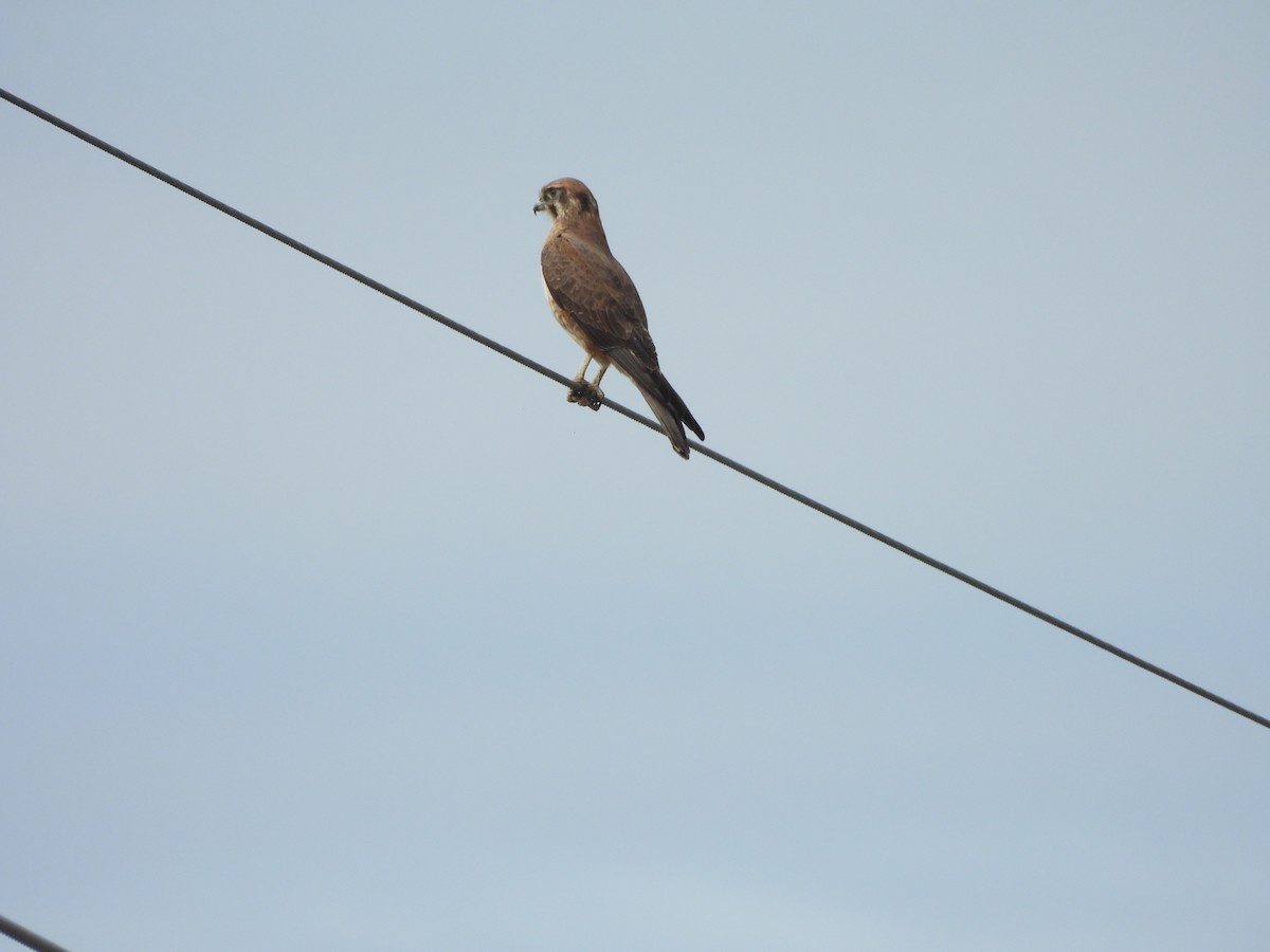 Brown Falcon - ML638764950