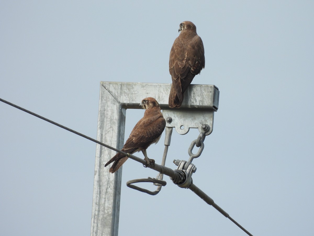 Brown Falcon - ML638764951