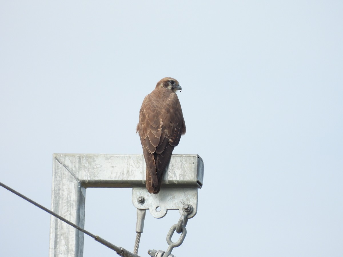 Brown Falcon - ML638764952