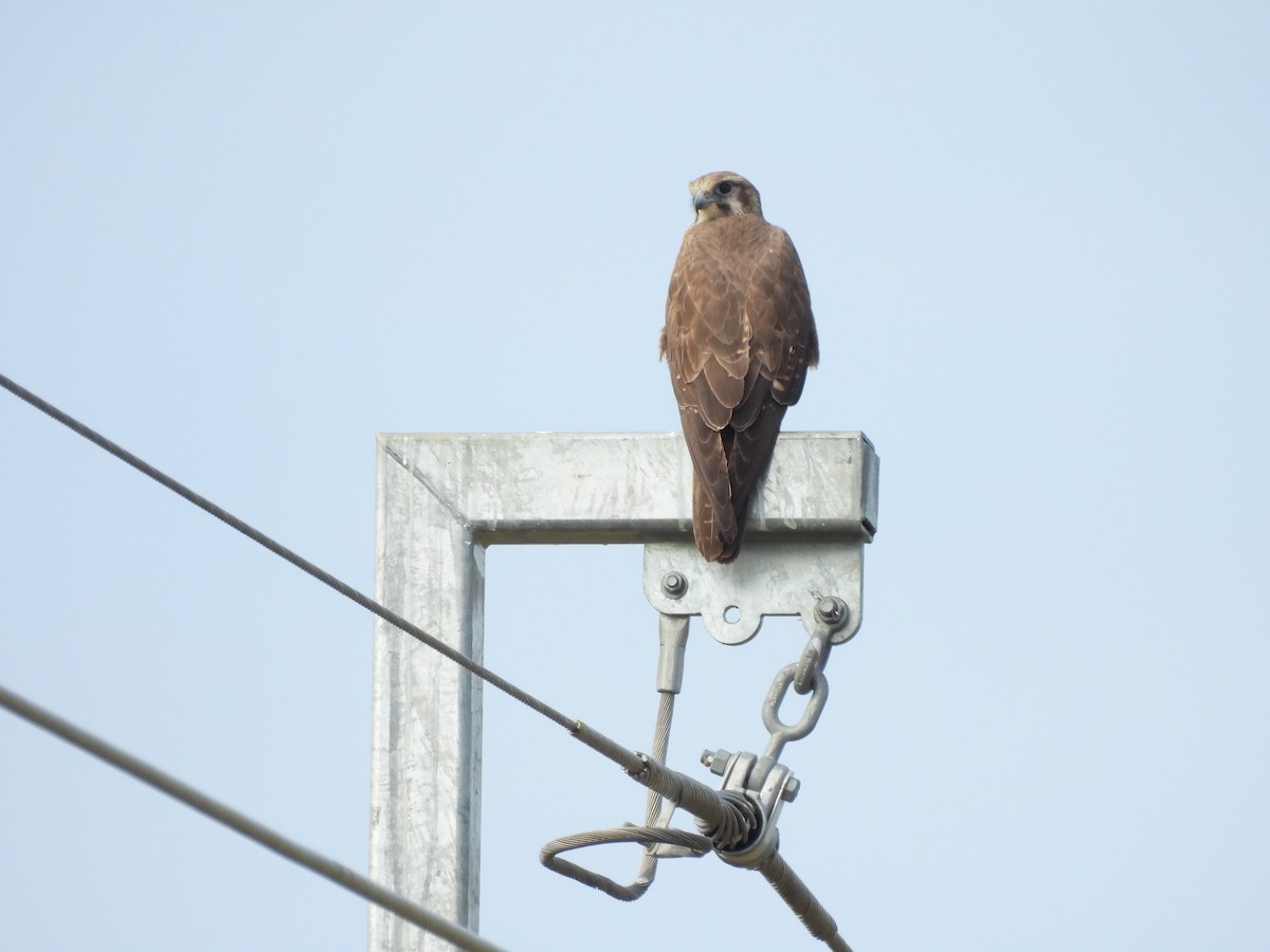 Brown Falcon - ML638764954