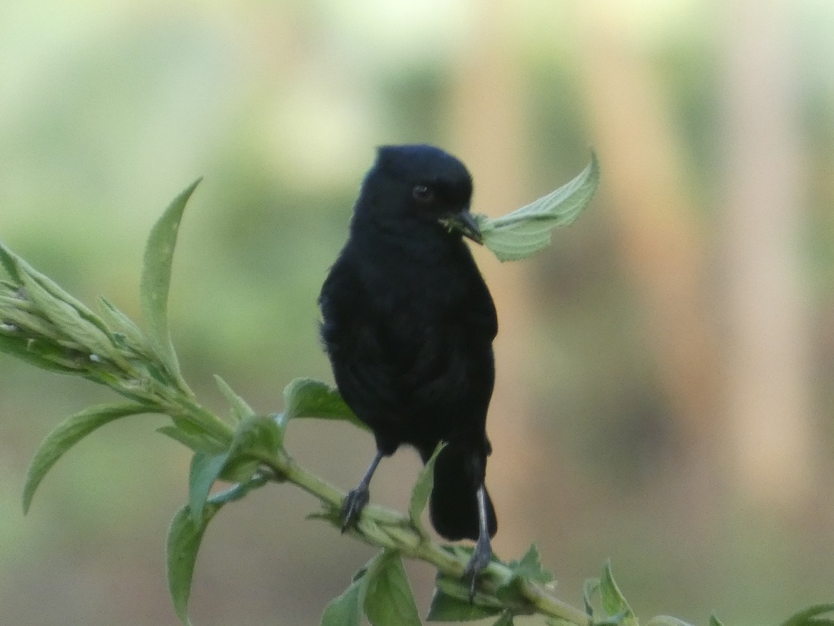 White-backed Black-Tit - ML638764958
