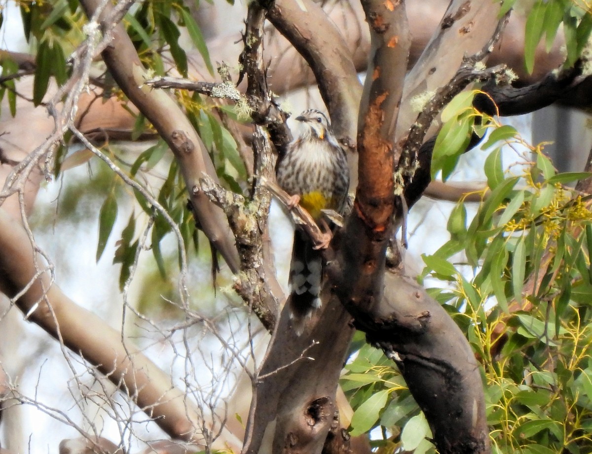 Yellow Wattlebird - ML638764962