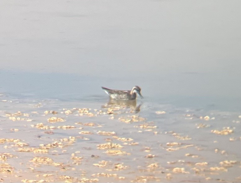 Red-necked Phalarope - ML638764963