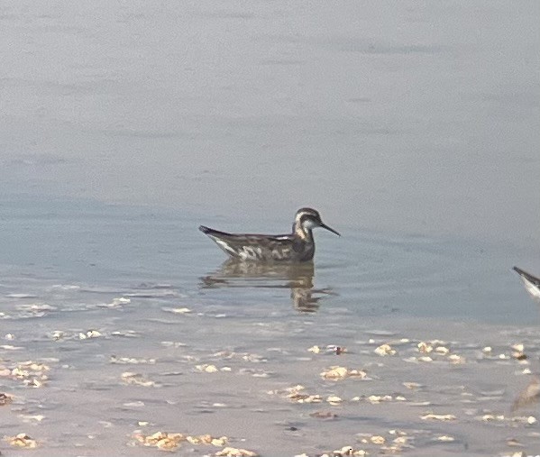 Red-necked Phalarope - ML638764964