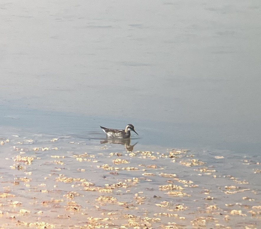 Red-necked Phalarope - ML638764965
