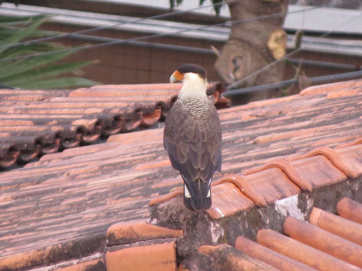 Crested Caracara - ML638764968