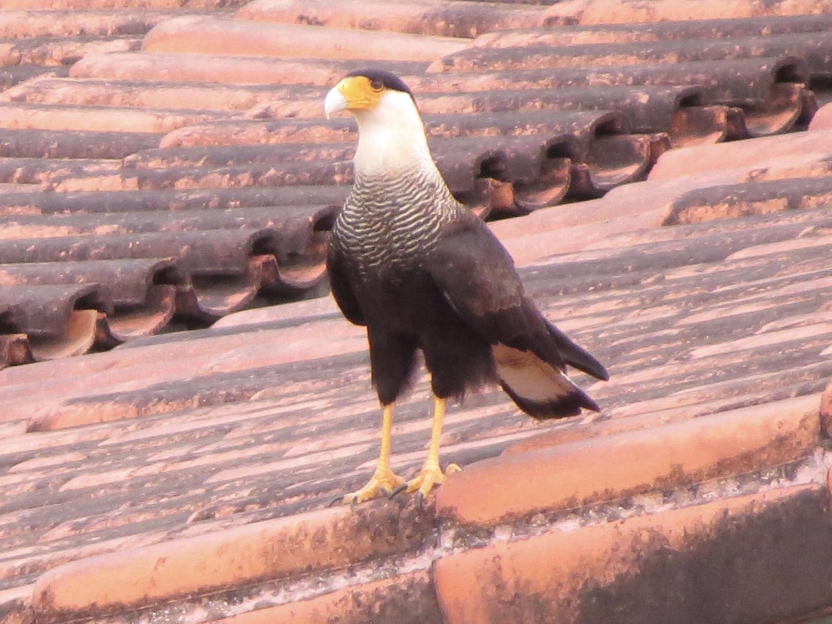 Crested Caracara - ML638764969