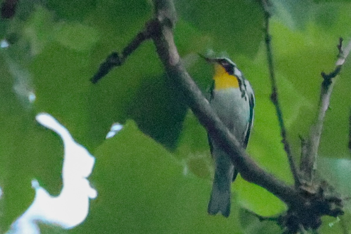 Yellow-throated Warbler - ML638764970