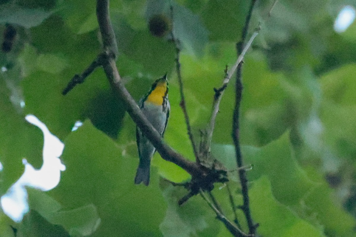 Yellow-throated Warbler - ML638764971