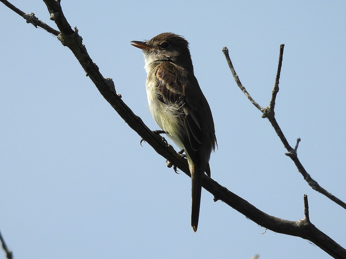 Eastern Phoebe - ML638764973