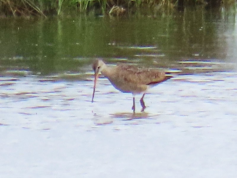 Marbled Godwit - ML638764982