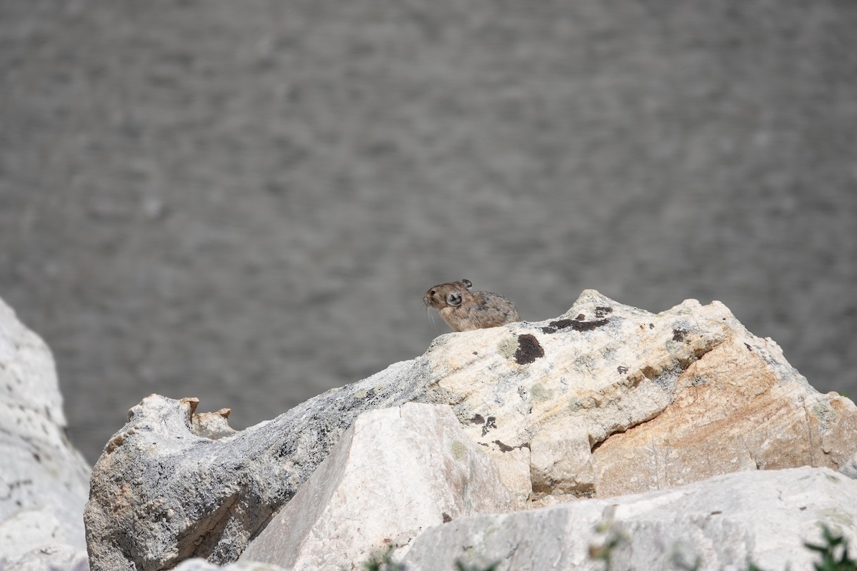 American Pika - ML638765039