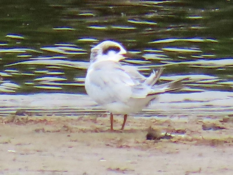 Forster's Tern - ML638765051