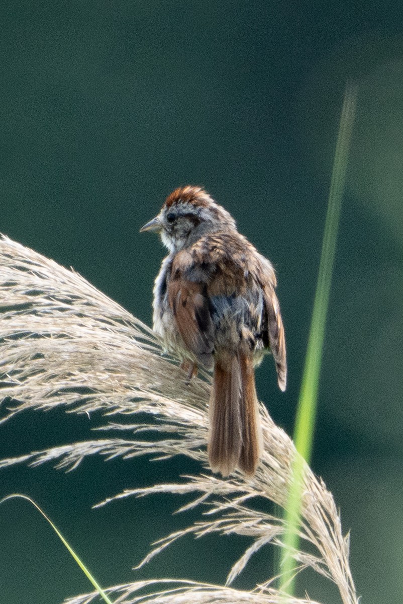 passerellidé sp. - ML638765098