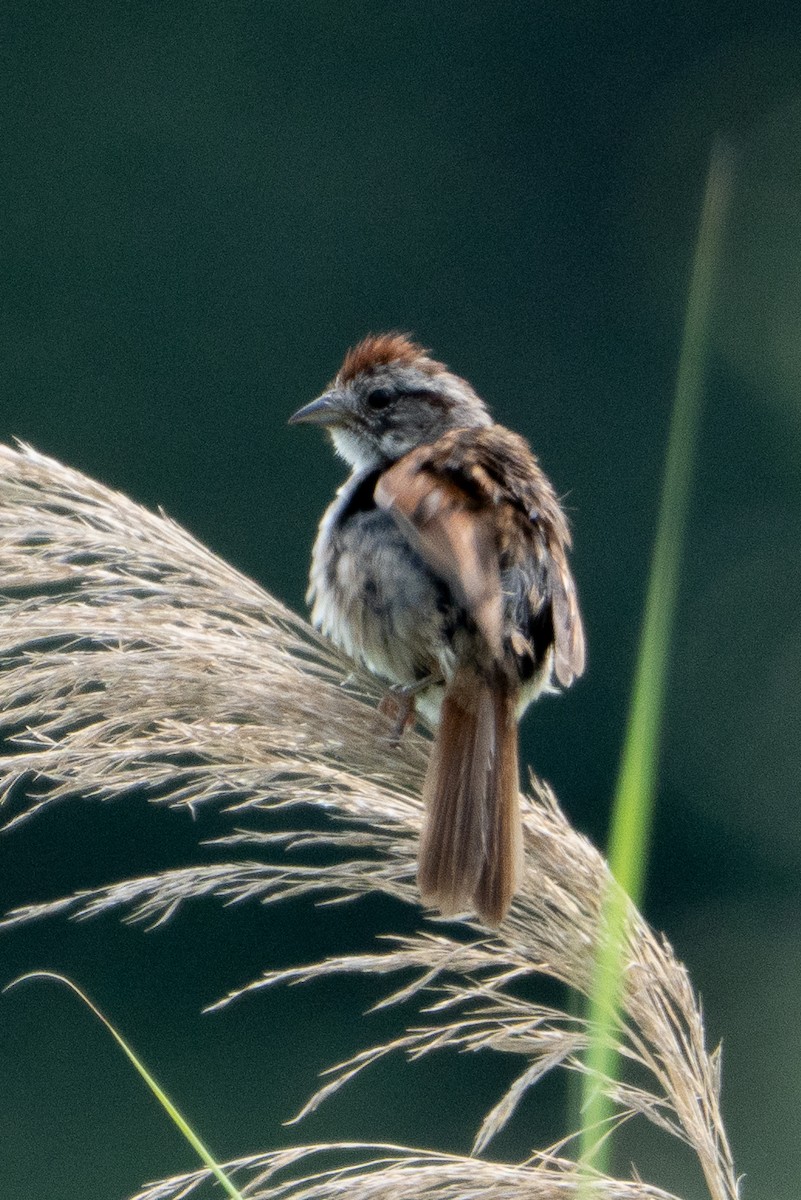 passerellidé sp. - ML638765099
