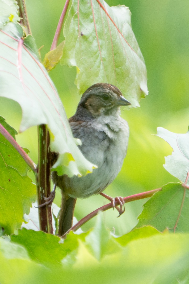 passerellidé sp. - ML638765100