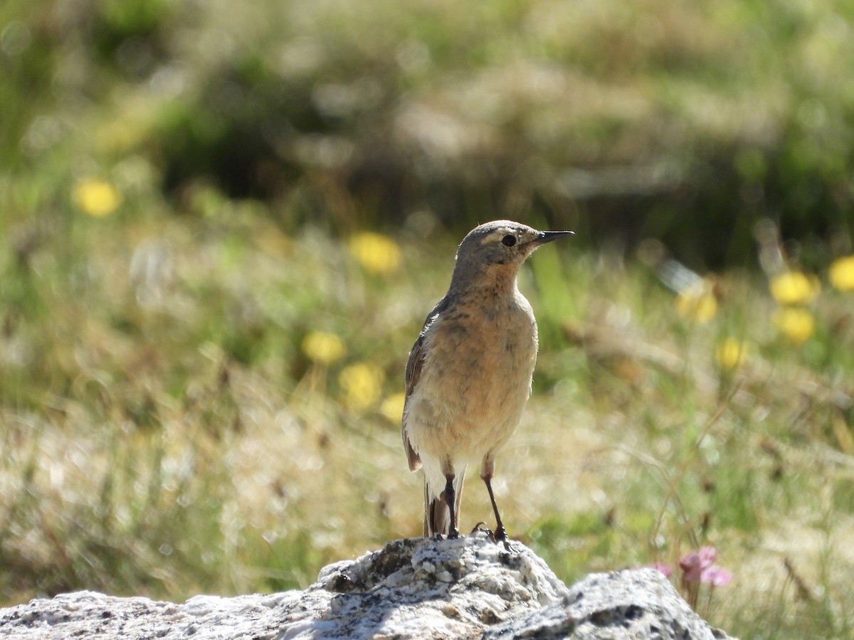 Pipit d'Amérique - ML638765119