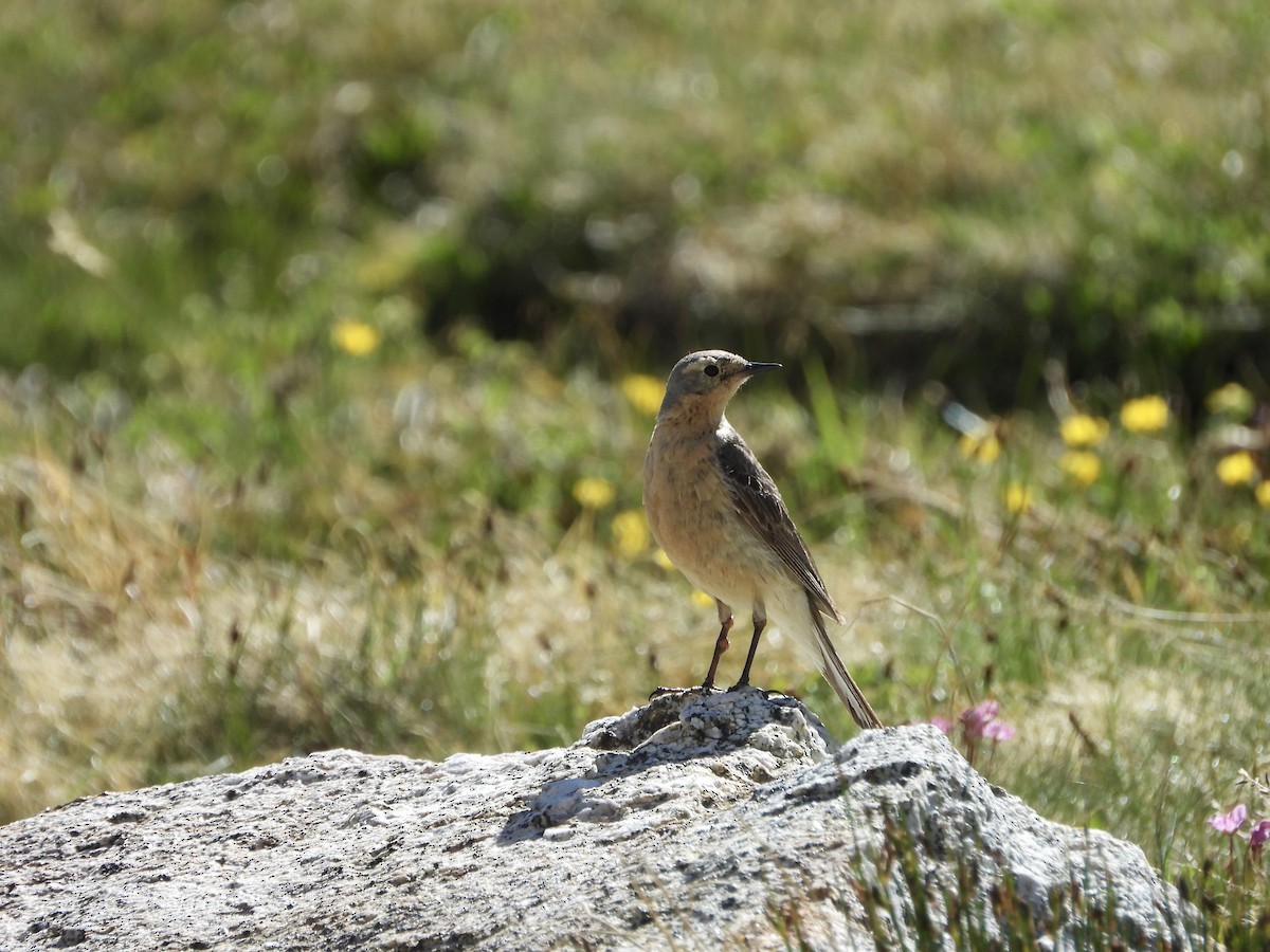 Pipit d'Amérique - ML638765120