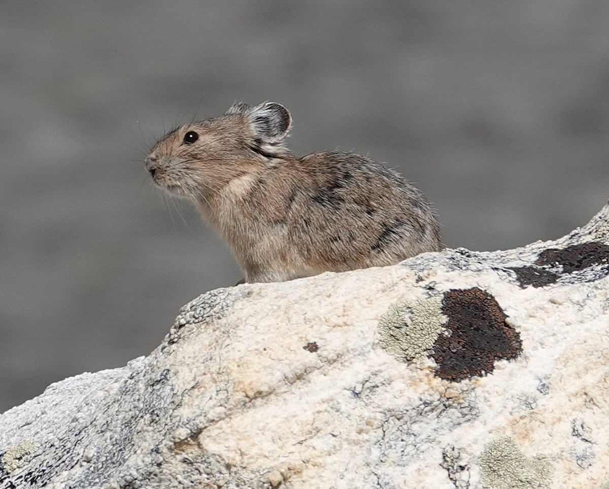 American Pika - ML638765134
