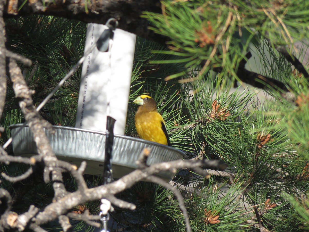 Evening Grosbeak - ML638765145