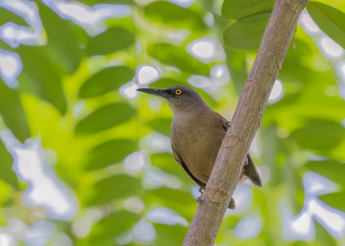Brown Trembler - ML638765149