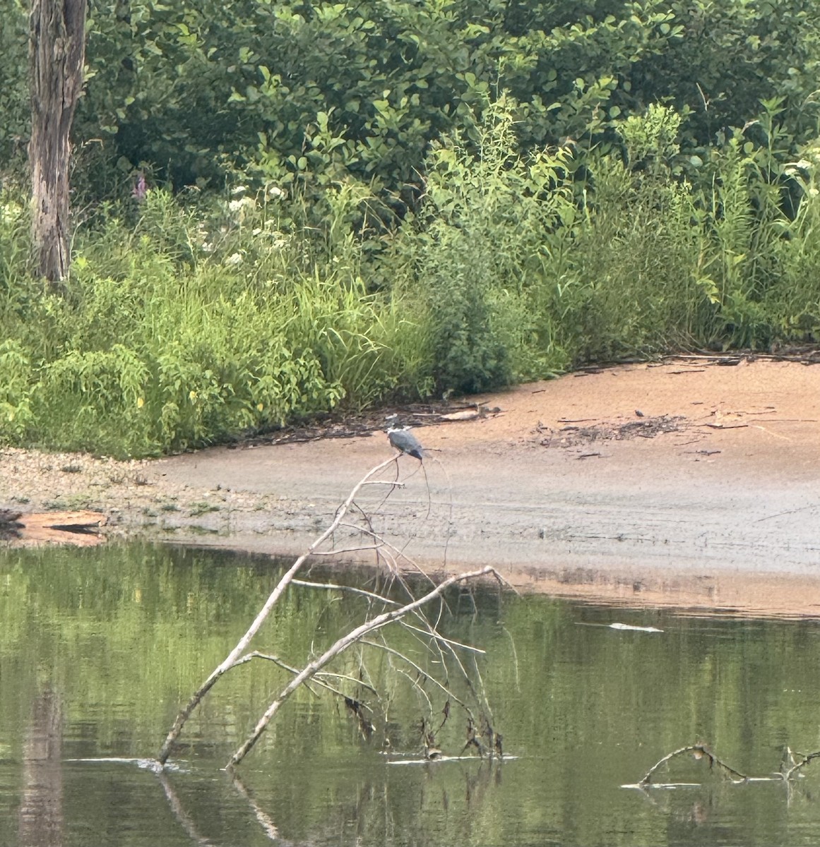 Belted Kingfisher - ML638765150