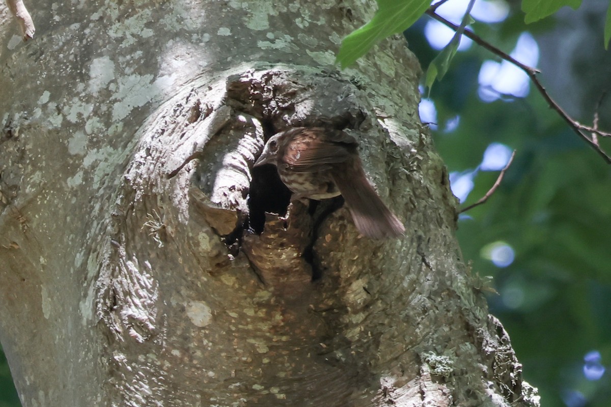 Song Sparrow - ML638765174