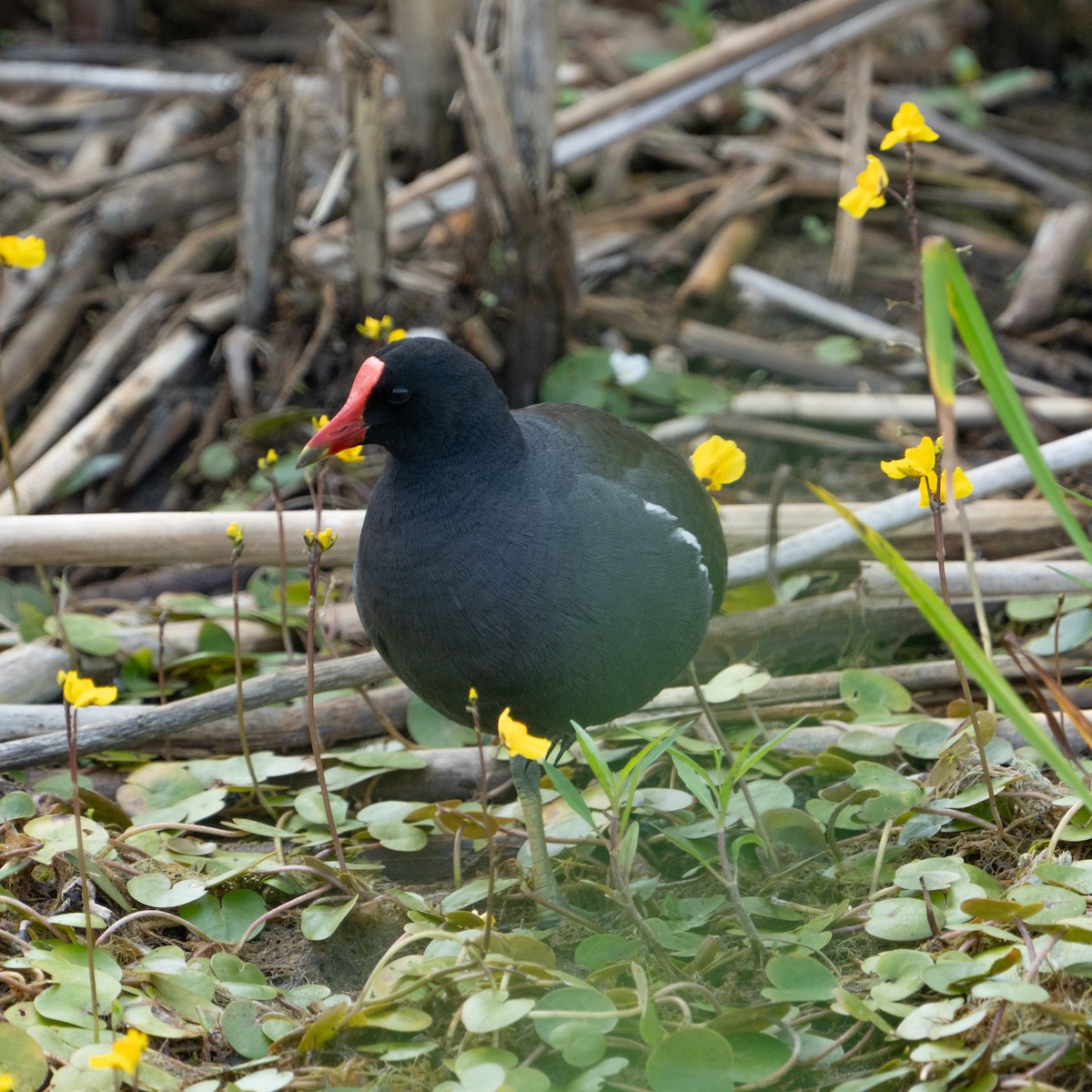 Common Gallinule - ML638765202