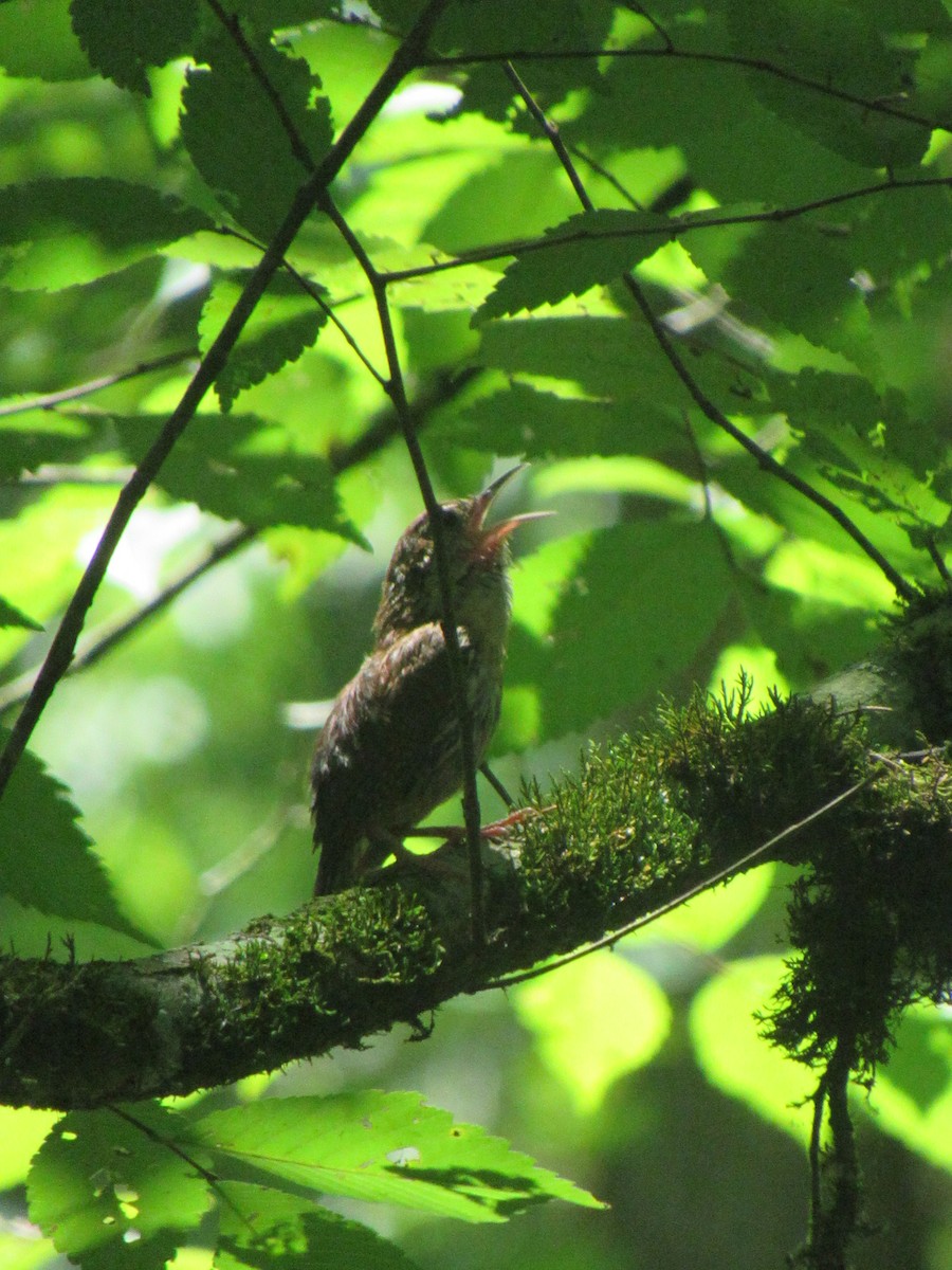 Carolina Wren - ML638765203