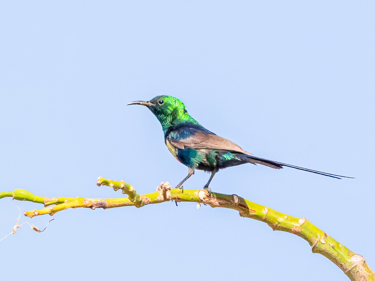 Beautiful Sunbird - ML638765204
