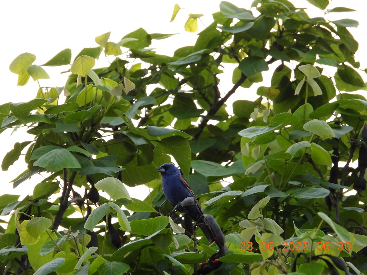Blue Grosbeak - ML638765205