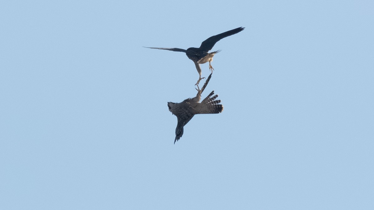 Peregrine Falcon - ML638765206